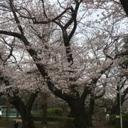 桜が天晴れ