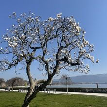 市立公園 （リンダウ）