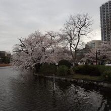 池のほとりの桜