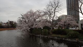 桜が見ごろでした