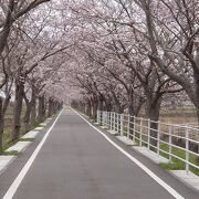 桜&#127800;のトンネルを走りたい！