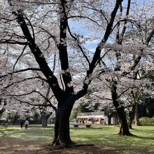 大宮公園の桜。露店禁止で常設店のみです。