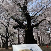 大宮公園の桜。平日は空いていました。