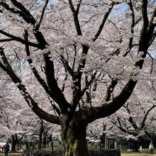 大宮公園の桜。平日は空いていました。