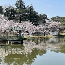 大宮公園の桜。平日は空いていました。