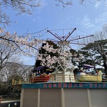 大宮公園の桜。平日は空いていました。