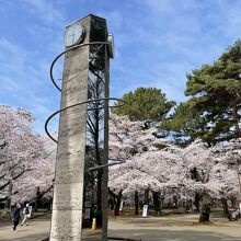 大宮公園の桜。平日は空いていました。