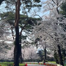 大宮公園の桜。今年も園内、通行規制があります。