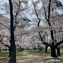 大宮公園の桜。