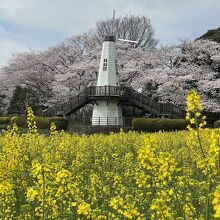 風車がフォトジェニックです。