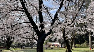 今年は最終週が桜の見頃です。今年は曇りがちな天気が残念です。