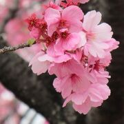 桜の花も見事に開きました！