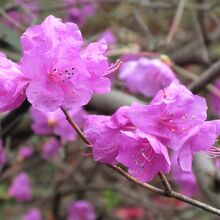 「ゲンカイツツジ」のGorgeousな花