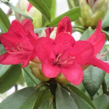 「シャクナゲ」の花も綺麗でした