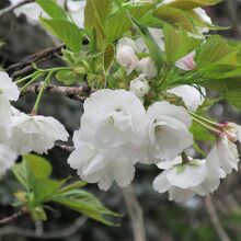「雨宿り」という名の清楚な桜