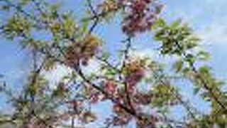 長期間工事中だった東園が再開しました