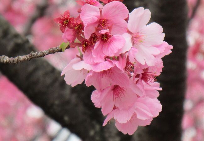 桜の花も見事に開きました！