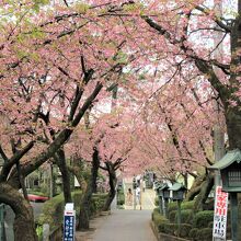 色の濃い花が安行桜の特徴