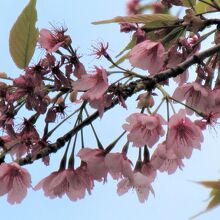 花の色が濃い安行桜
