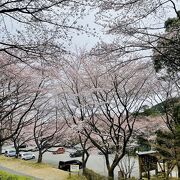 松阪ICから車で5分の桜名所♪