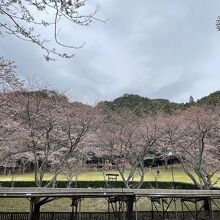 芝生の桜はまだ早かった