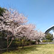 桜の季節