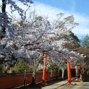 赤い鳥居と桜のコラボレーション