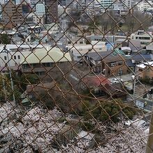 桜に囲まれた公園周辺を見渡すことができて殿様気分で花見