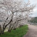 尾関山公園近くのお花見スポットです