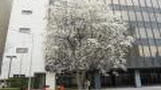 ハクモクレンのきれいなポイントが！