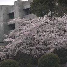 国立劇場の前も