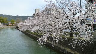 岡崎公園へと至る疎水沿いのきれいな桜並木