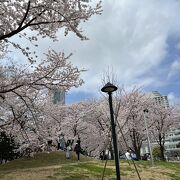 満開の桜の木の下でシートを広げられる