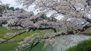 2022年3月31日は桜が満開の千鳥ヶ淵