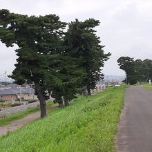 あんどん松の遠景。名取川河口近くの堤防南側にあります。