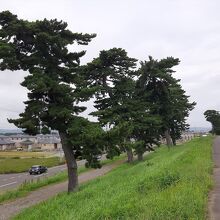 強い海風によって変形した黒松並木は高さ30mほど。