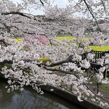 市民の森横の見沼用水の桜