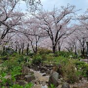 サクラ&#127800;満開