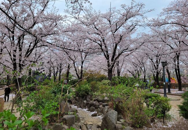 サクラ&#127800;満開