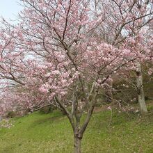 鹿島城山公園の桜