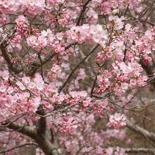 鹿島城山公園の桜