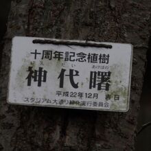 桜の幹に「神代曙」の名札が付いていました。