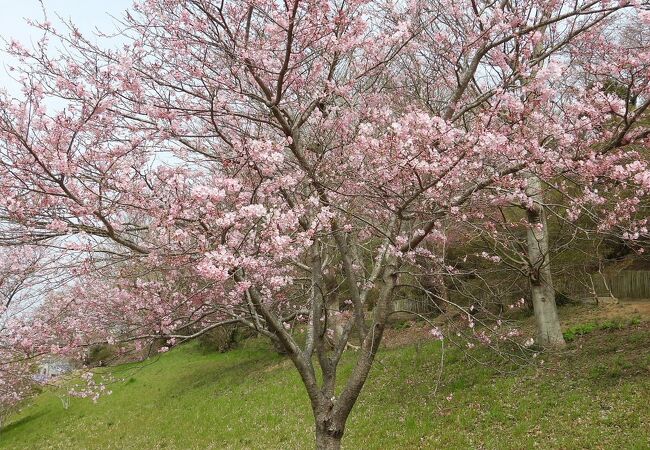 神代曙の桜がきれいでした。