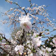 枝垂れ桜