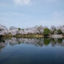 伊勢塚公園の池