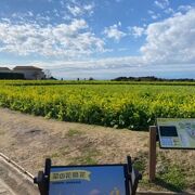 四駆のイベントと菜の花