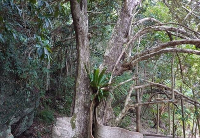 川田のサキシマスオウの木