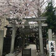 桜と広場