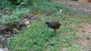 野生のヤンバルクイナに会えずここで会えました