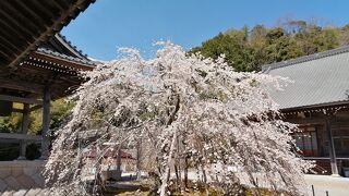 昨年のリベンジ